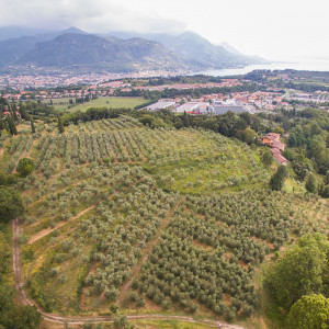 Vista dall'alto dell'oliveto dell'azienda agricola Poggioriotto sulle colline del Parco dell'Alto Garda Bresciano