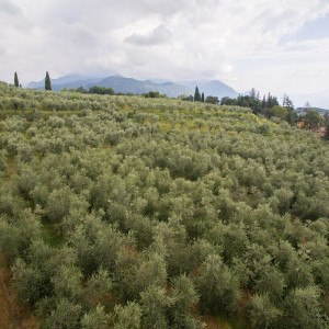 Vista con drone della distesa degli alberi dell'oliveto dell'azienda agricola Poggioriotto